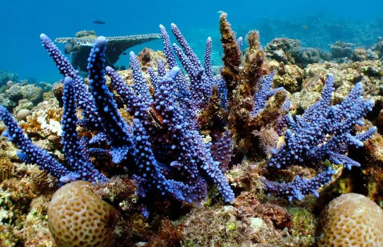 مبادرة كاوست لإحياء الشعاب المرجانية