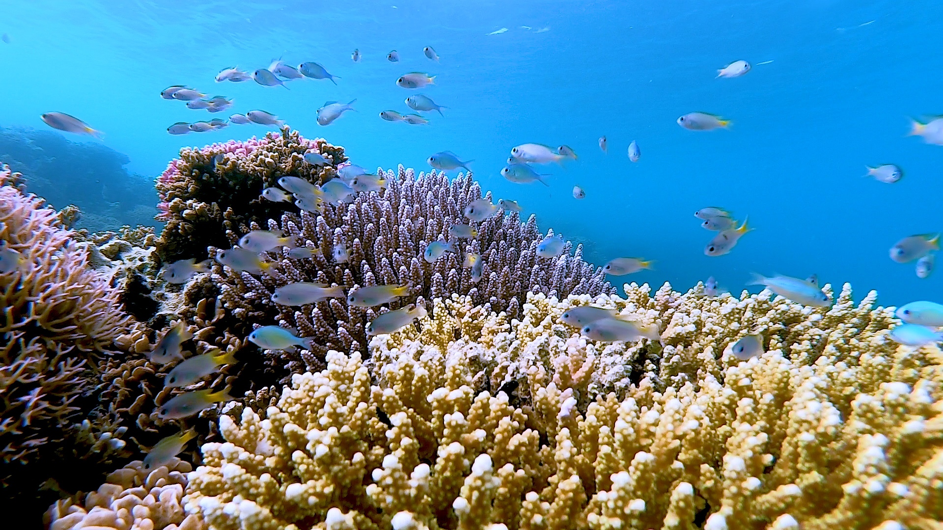 Deep dive to observe Red Sea coral spawning