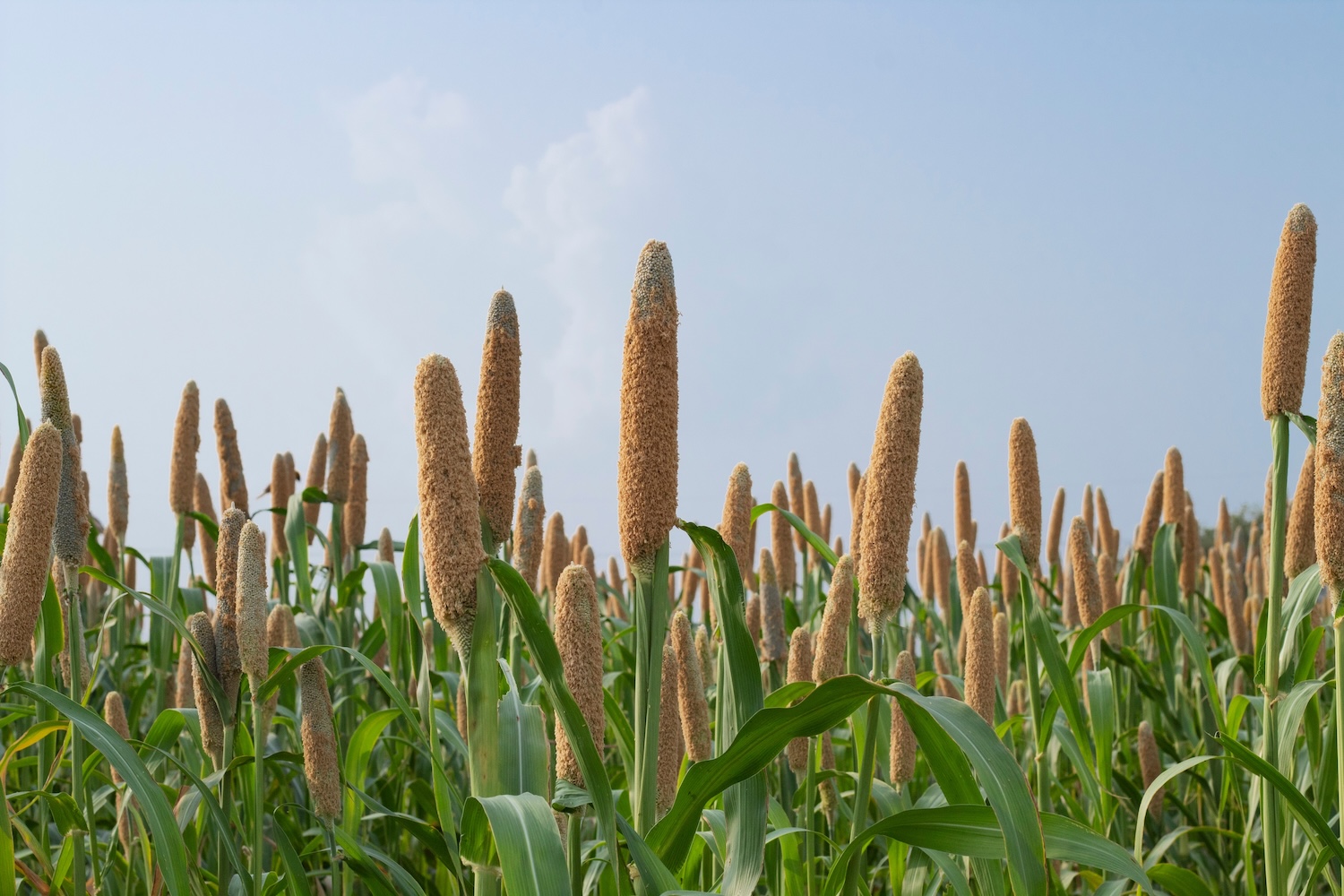 Gene correlates with weed invasion in cereal