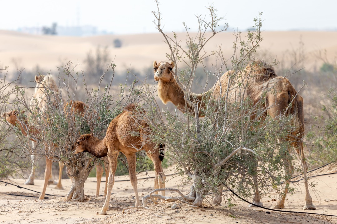 KAUST teams with National Center for Wildlife